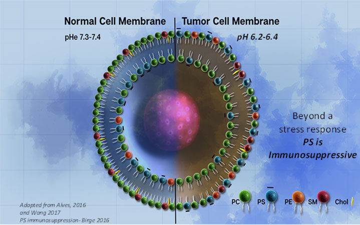 Healthy and tumor cells